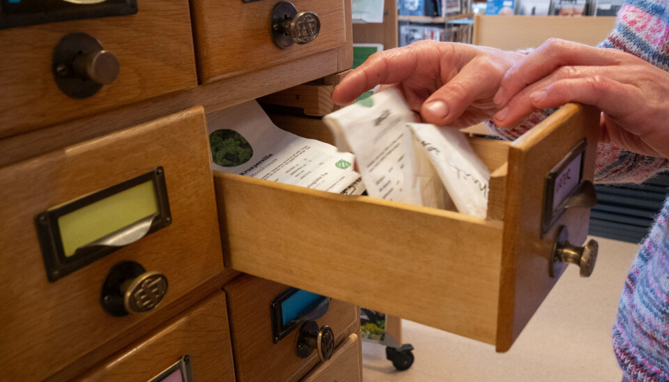 FRØBIBLIOTEK: Kristin Wangen viser hva slags frø de har i frøbiblioteket. Her er det Kruspersille.
