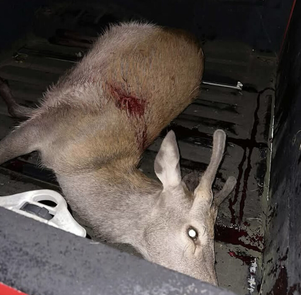 FØRSTE HJORT: Denne spissbukken ble felt klokken 01:15, natt til mandag 1. september. 29 hjort gjenstår på kvota.