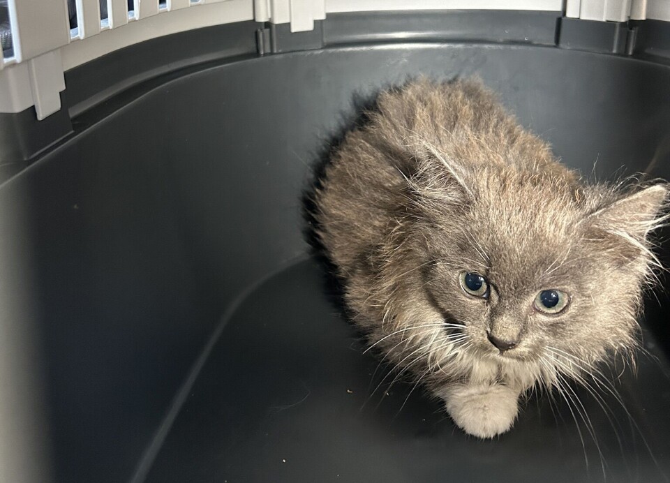 'LILLE KATTEPUS, HVOR HAR DU VÆRT?': Dette er den éne katten de klarte å få tak i.