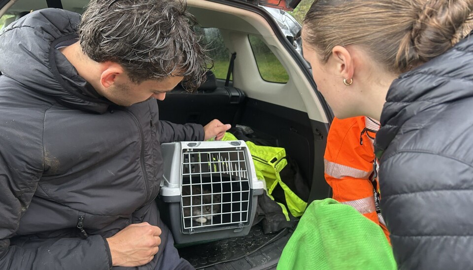 FRA PUSEPAUSE TIL PUSEJAKT: Selma Isaksen og Alexander Bjørlo med den ene katten de fikk tak i.
