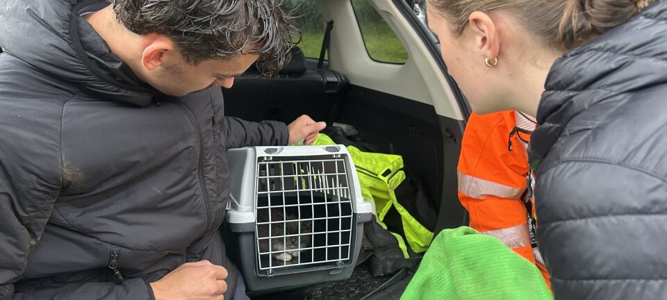 Katte-drama: – Vet ikke hva vi skal gjøre