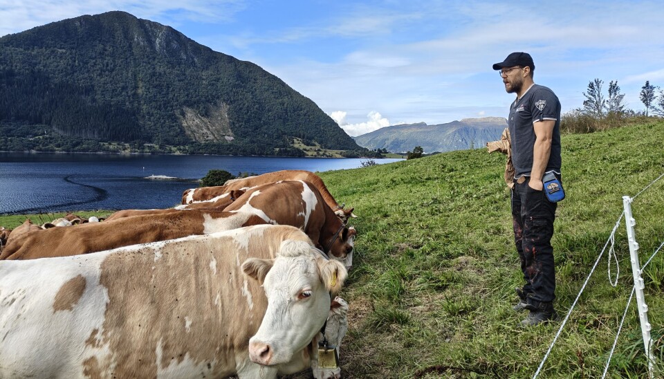 DRIVER MED KJØTTFE: Vegard lystad har i underkant av 50 storfe, de fleste av rasen simmental. Her på beite langs Ørstafjorden.