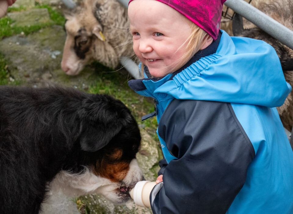 Hunden Bamse Brita og besøkende Emilie under mating av sauene.