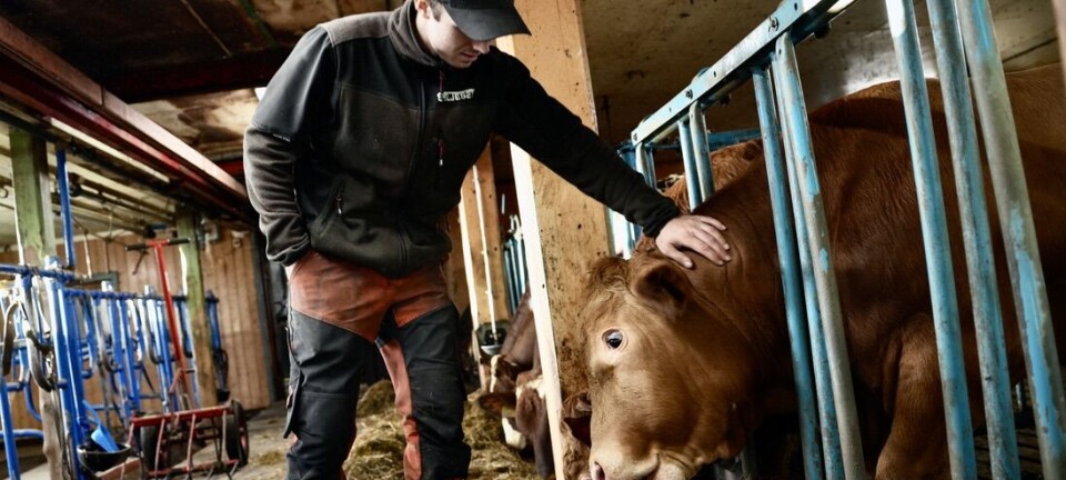 Gårdsdrift uten pauseknapp: Ivar (24) satser på livet som bonde