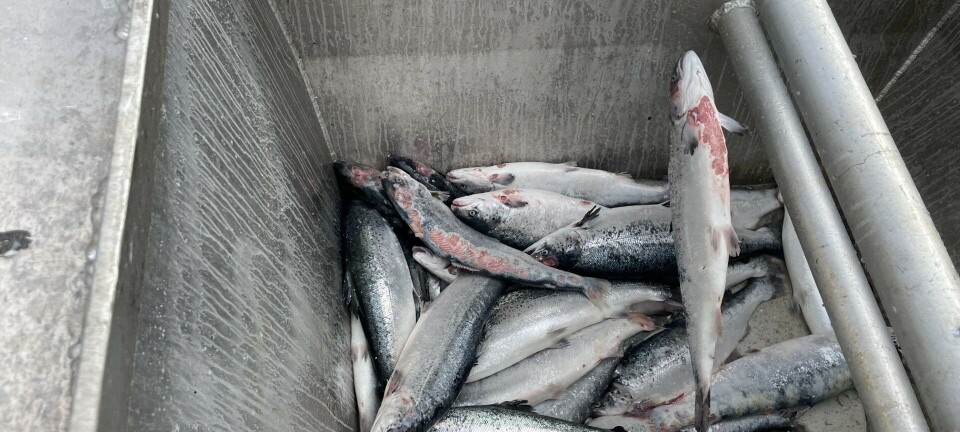 Manet rammer anlegg langs hele kysten – snart er den tilbake